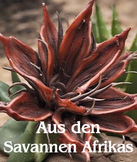 savanne.